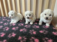 chłopcy -  6 tygodni